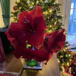 Doris Bender - @dorisgarrisonbender - Instagram