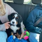 Doris Fohlinas Lovely - @bernersennendoris - Instagram