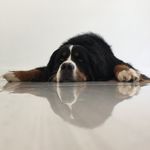 Doris the Berner - @doristhebernesemountaindog - Instagram