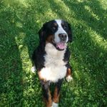 Dorisz - @dorisz.the.berner - Instagram