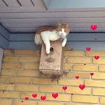 Doris Bertram Laursen - @laursendoris - Instagram