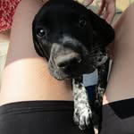 Doris! Best pup in the world❤️🐶 - @dorisdiaries.gsp - Instagram