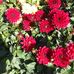Doris Beyer - Facebook