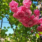 Doris Bianchi - @bianchidoris9 - Instagram