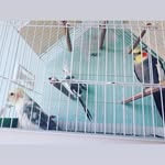 Chico_Pitoco_Doris - @chico_pitoco_doris_bird - Instagram