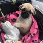 Doris Bird - @doristhepug2319 - Instagram
