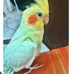 Doris-calopsita - @doris_bird - Instagram