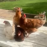 DoRiS NuGgEt BiRd Ms C BoNg - @sparky._.chickens - Instagram