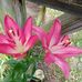 Doris Bishop - Facebook