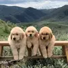 Doris Blair - @doris.blair0 - TikTok