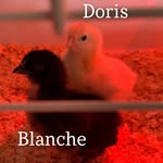 Boris & Blanche - @doris_blanche2021 - Instagram