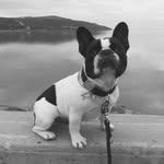 Doris 🐠 - @doris_the_blind_frenchie - Instagram