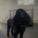 doris the blind poodle - @life.of.doris - Instagram
