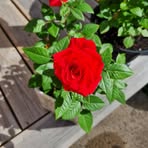 Doris Blomster - Facebook