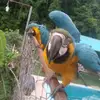 BLUE DORIS - @blue.doris - TikTok