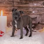 Doris The Blue Brindle Staffy - @doristhestaff - Instagram