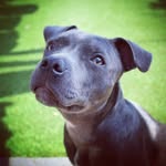 Doris the Blue Staffy - @doris_bluestaffy - Instagram