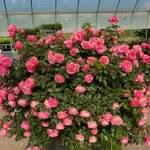 Doris Blume - @blume9823 - Instagram