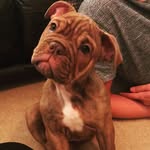 Boris Boardman - @doris_bulldog - Instagram