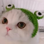 丸子丸子 - @dorisbobo421 - Instagram