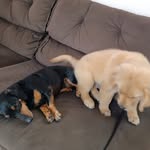 Bolt e Dóris🐶💌 - @bolt_doris_015 - Instagram
