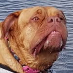 Doris The Dogue De Bordeaux - @doris_the_dogue - Instagram