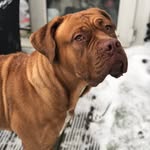 Dorris The de Bordeaux 🐾 - @doris.the.diva.dog - Instagram
