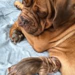 @duchess_doris_bordeaux - Instagram