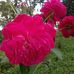 Doris Borge - Facebook