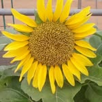 Doris Borketey - @doris.borketey.77 - Instagram