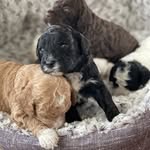Boställets Doris - @bostallets_doris_labradoodle - Instagram