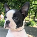 Doris - @bostonterrier_doris - Instagram