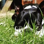 Doris the Boston Terrier - @doris_bostonterrier - Instagram