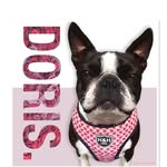Doris the Boston terrier 🐶🐾 - @x_doristhebostonterrier_x - Instagram