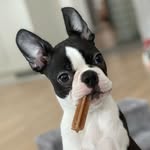 BostonterrierDoris - @bostonterrierdoris - Instagram