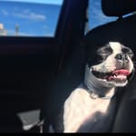 Doris A. The Boston Terrier - @doris_thebostont - Instagram