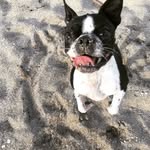 Doris Ann - @doristheboston - Instagram