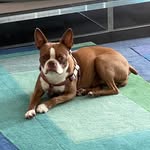 Doris - @doristhebostonterrier - Instagram