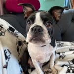 Doris The Boston Terrier - @doris_makes_my_day - Instagram