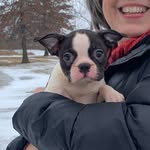 Doris the Boston Terrier - @days_with_doris - Instagram
