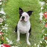 Doris_theboston - @doris_theboston - Instagram