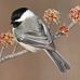 Doris Boucher - Facebook
