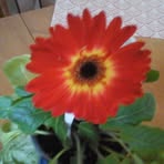 Doris Bourque - Facebook