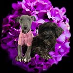 @doris_and_bowie - Instagram