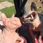 @doris_bowie_sphinx - Instagram