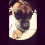 Doris De Camino - @doris_boxer_dog - Instagram