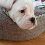 Doris🐾 - @doriswhiteboxer - Instagram