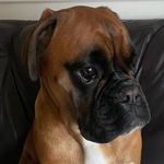 @doris_the_boxer_uk - Instagram