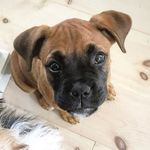 Doris The Boxweiler - @doristheboxweiler - Instagram
