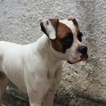 Dóris Cristina ❤️🐶 - @dorisboxer_ - Instagram